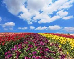 Huge fields of garden buttercups photo