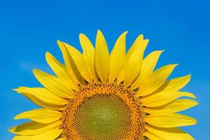 Sunflower photo