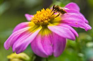 Closeup of a bee  sucking pollen on a large magenta flower