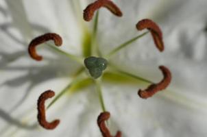 White lily (Lilium) flower closeup photo