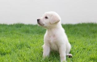 Labrador puppy photo