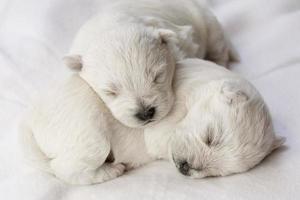 Sleeping puppies photo