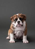 Bulldog Puppy photo
