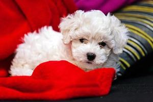 bichon frise puppy photo