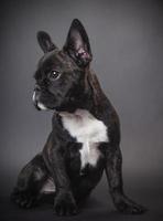 puppy french bulldog photo