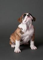 Bulldog Puppy Wrinkles
