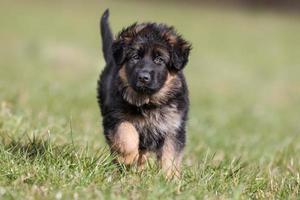 German Shepherd Puppy photo