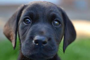 Cute Labrador Puppy photo