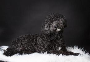 Labradoodle photographed in the studio photo