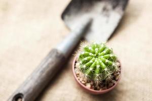 Cactus with Gardening tool