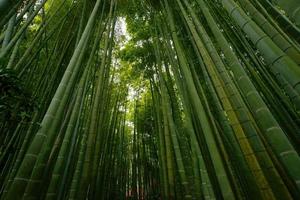 arboleda de bambú foto