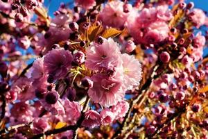 Pink blossom of magnolia