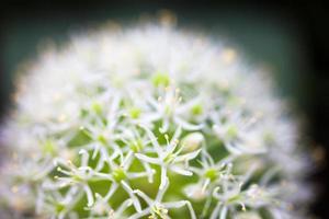 Blooming white ornamental onion (Allium)
