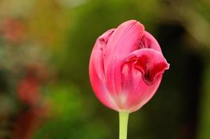 Capullos de tulipán rojo contra el fondo borroso foto