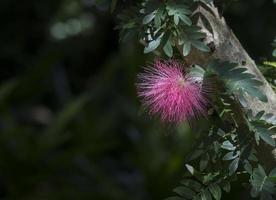 Pink powderpuff flower photo