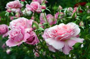 rosas rosadas florecientes