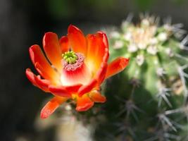 Cactus, Blossom of Echinocereus coccineus hybrid