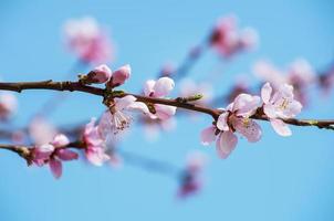 Cherry Blossoms - pink sakura flowers