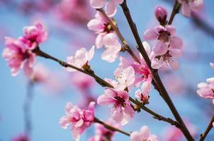 Cherry Blossoms - rosa sakura