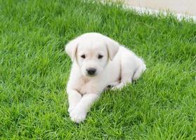 Labrador puppy photo