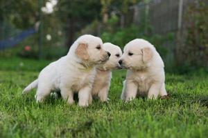 Golden retriever puppies. photo