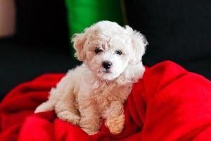 bichon frise puppy photo