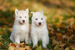 Two husky puppy