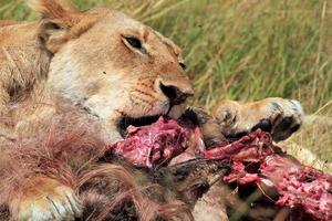 Lion Eating a Wildebeest photo