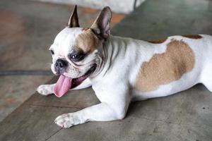 cute and lovely dog the french bulldog photo