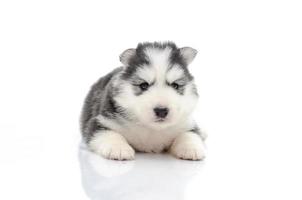 Cute puppy on white