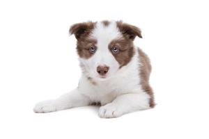 Border Collie puppy dog photo