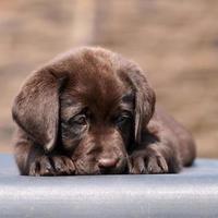 Brown labrador puppy portrait