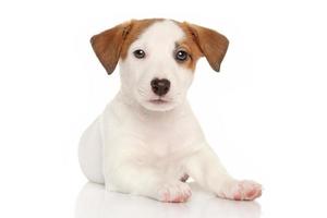 cachorro jack russell terrier foto
