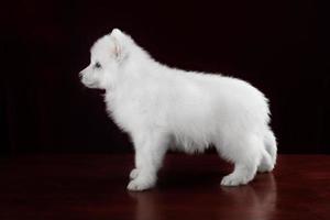 White swiss shepherd puppy photo