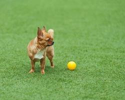 Red chihuahua dog on green grass.