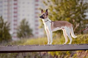 The domestic dog on the wooden bridge. photo