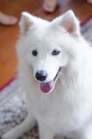 White Samoyed dog puppy close up portrait photo