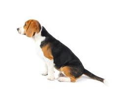 Perro beagle aislado sobre fondo blanco. foto