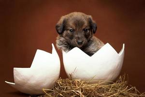 Cute puppy sitting in the egg