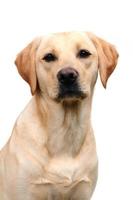 Portrait of a young golden Labrador dog photo