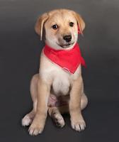 Little yellow puppy in red bandanna sitting on gray