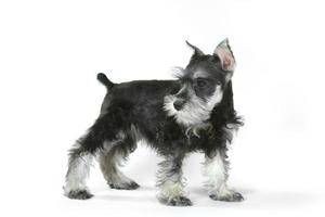 Cachorro Schnauzer miniatura lateralmente sobre blanco foto