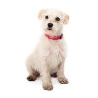 Scruffy white puppy with pink collar