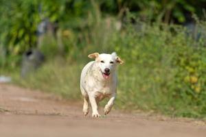 The dog running or walking on road photo