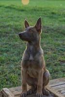 Belgian Malinois puppy. Little dog in the grass