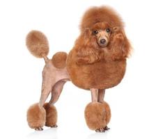 Toy-Poodle on a white background