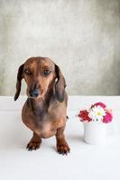 Dachshund dog isolated photo