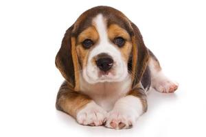Cachorro beagle sobre fondo blanco. foto