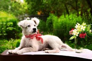 cachorro blanco con jarrón de jazmín y clavel foto