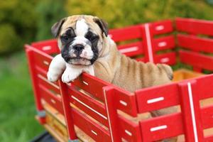 Cachorro de bulldog inglés de pie y viajando en vagón foto